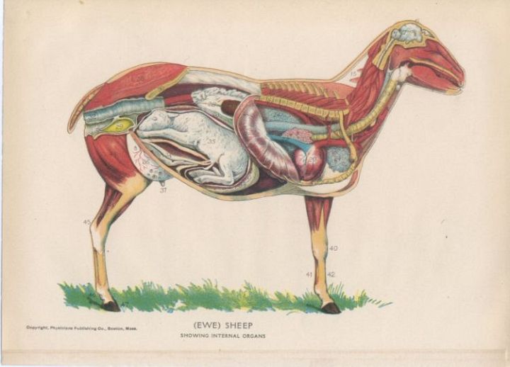 pregnant sheep anatomy