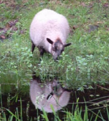 Pregnant Shetland Sheep in Reflection