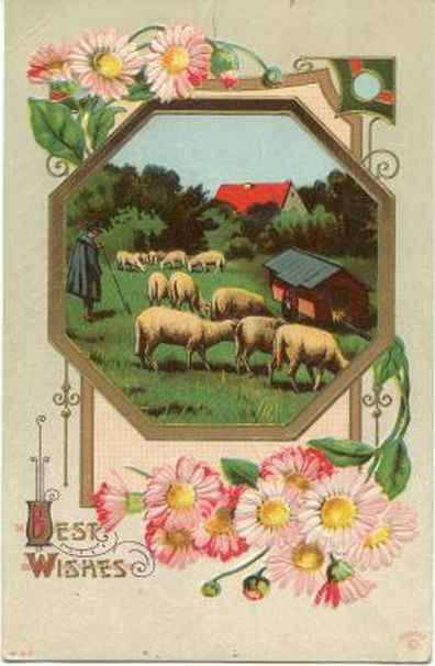 Pretty Old Sheep Post Card