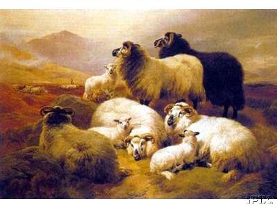 Pretty Scotts Sheep
