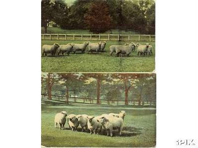 Pretty Sheep Postcards