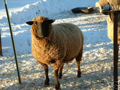 Pretty Sheepperson in Winter