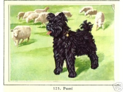 Pumi Dog with Sheep
