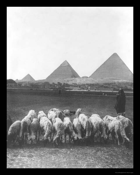 Pyramids Sheep Egypt Photo 1899