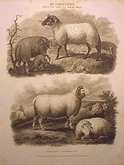 Quadrapeds Sheep