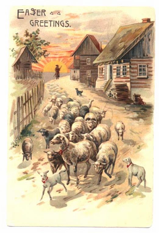 Quaint Sheep Going to Pasture
