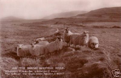 R P Postcard of Scottish Sheep Postcard