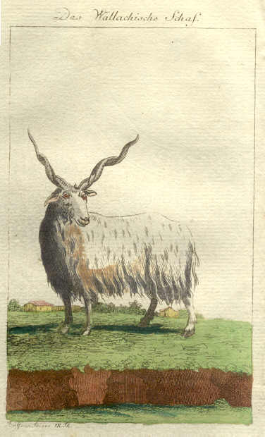 Rakka Sheep Ancestor