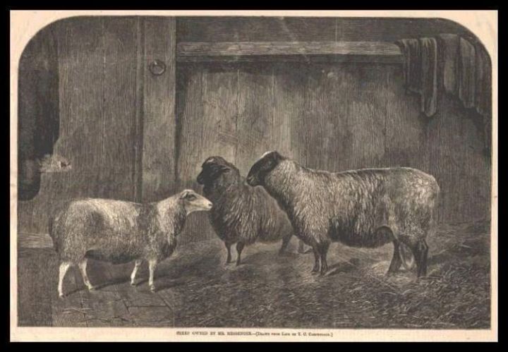 Ram and 2 Ewes