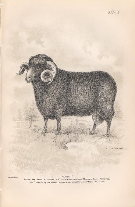 Ram Merino 1892