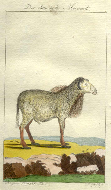Ram Sheep with a Mane