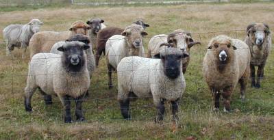 Rams Waiting For Breeding Season