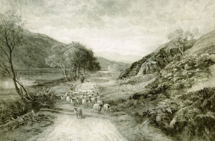 Rare Old Print Scottish Mountain Moidart Sheep Scotland