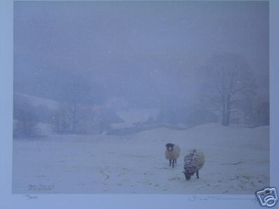 Rare Sheep at Trout Beck