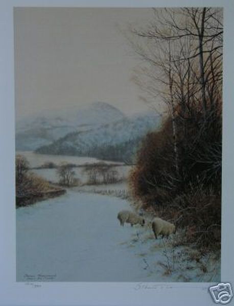 Rare Sheep at Ullswater