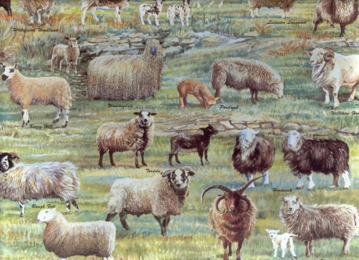 Rare Sheep Breeds