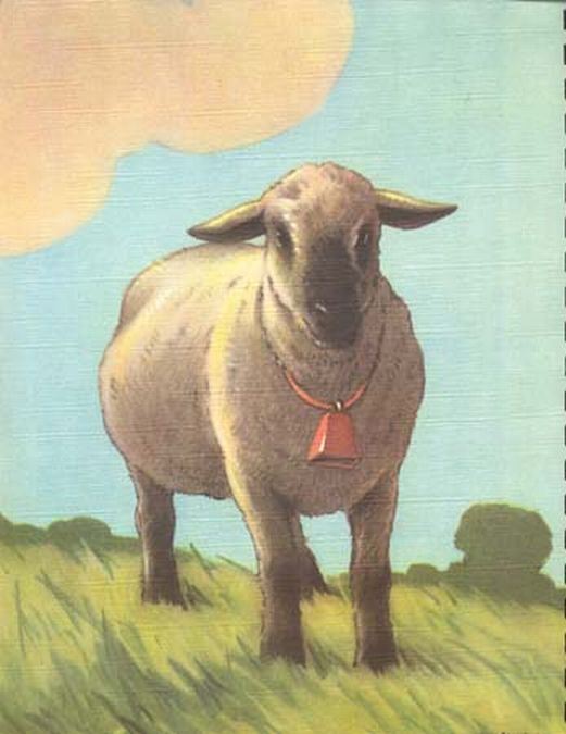 Rare Sheep Lamb