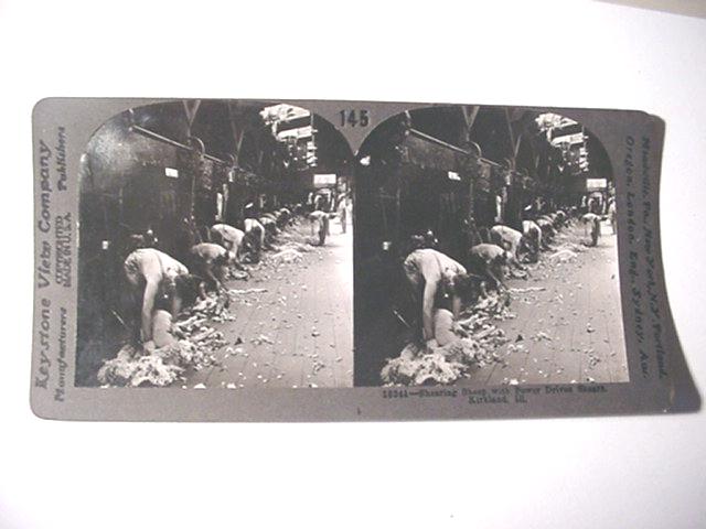 Real Photo Keystone Stereoview Card Shearing Sheep