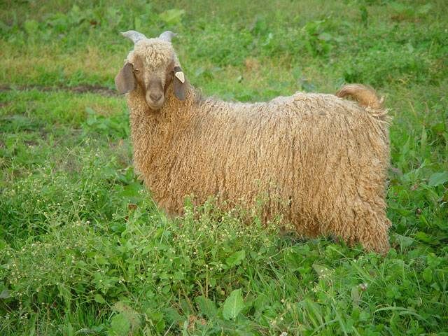 Red Angora Goat