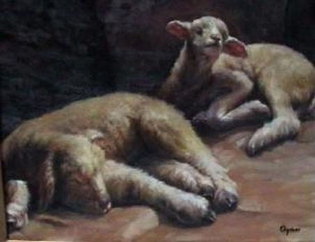 Resting Lambs