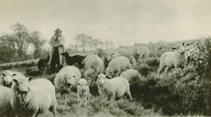 Returning to Fold Sheep