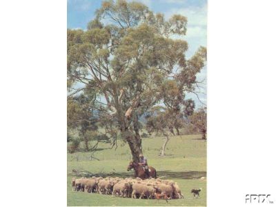 Rider with BC and Sheep