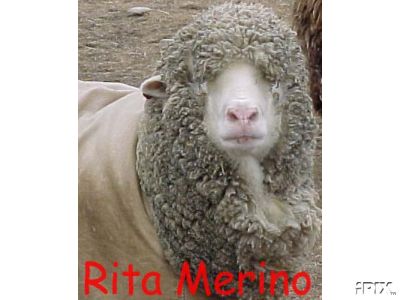 Rita Merino