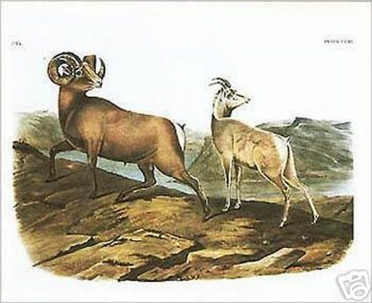 Rocky Mountain Sheep Print John Audubon