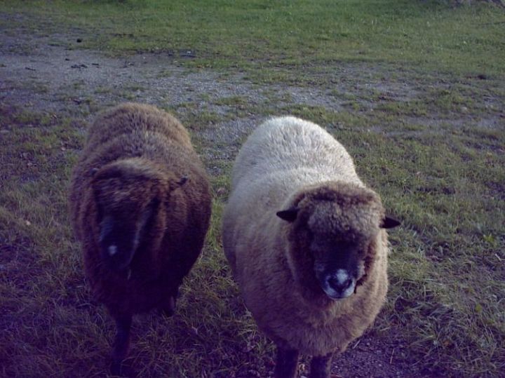 Romney Cotswald Cross Sheep