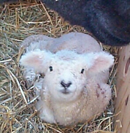 Romney Ewe Lamb