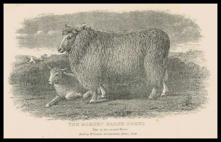 Romney Ewe with Lamb