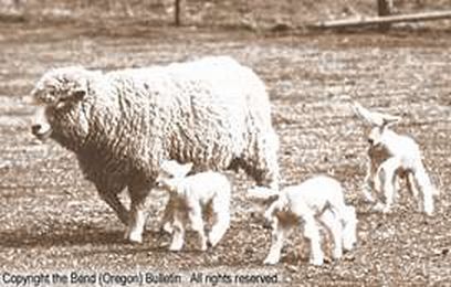 Romney Ewe with Triplets