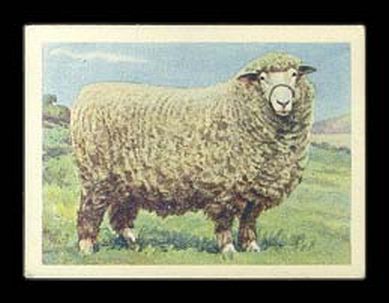 Romney Marsh Ram