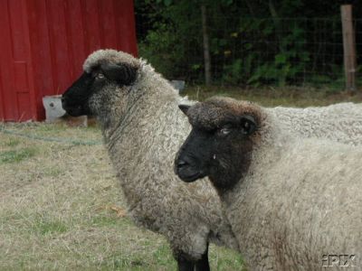 Romney Sheep Daphne and Dilbert