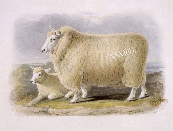 Romneymarshsheep Ewe Lamb