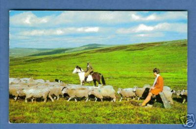 Rounding Up the Sheep Near Princetown Dartmoor