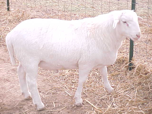 Royal White Sheep Ram