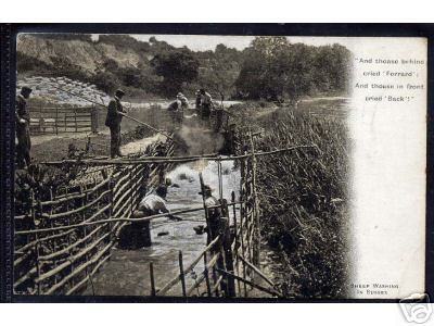 Rural Sheep Washing in Sussex Uk