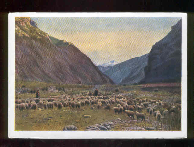 Russian Sheep in the Mountains