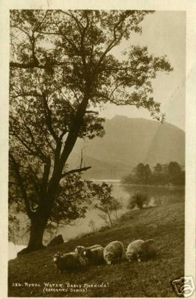 Rydal Water Sheep Early Morning Cumbria