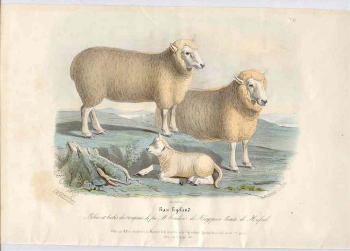 Ryeland Sheep