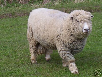 Ryland Sheep