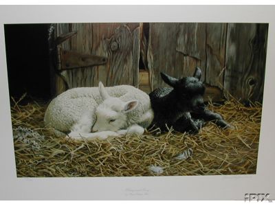 Salt and Pepper Lambs