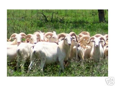 San Simeon Sheep