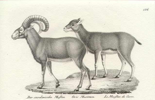 Sardinian Mouflon Sheep