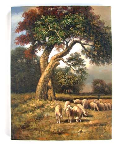 Savanna Sheep