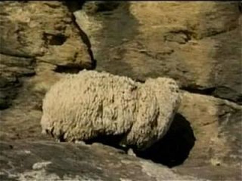 Schrek Sheep Unsheared For 6 Years3