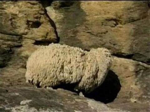 Schrek Sheep Unsheared For 6 Years3