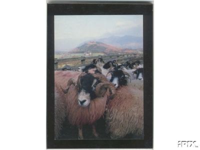 Scotish Blackface Sheep4