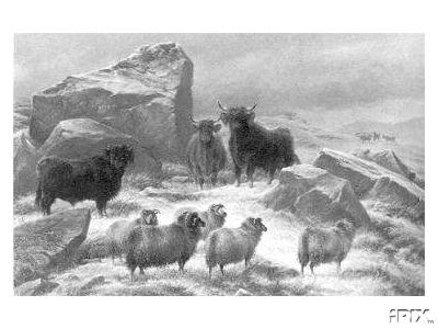 Scotish Sheep and Cattle